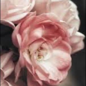 Meet your Posher, Suzette